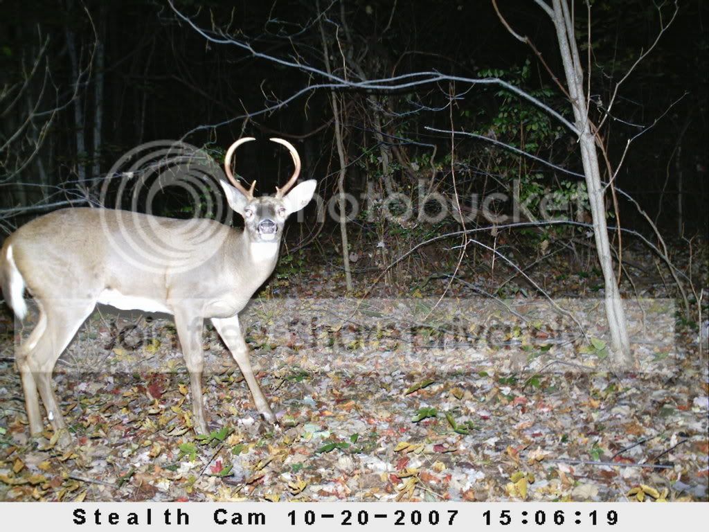 Deer antler growth progression? Forums